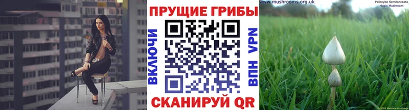 Галлюциногенные грибы MAGIC MUSHROOMS  купить   дарк нет формула  Новотроицк 
